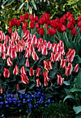 Tulipa, Scilla 'Spring Beauty'