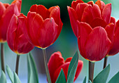 Tulipa ''Coleur Cardinal''