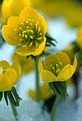 Eranthis hyemalis