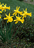 Botanical daffodil