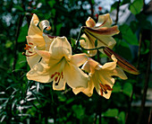 Lilium 'Royal Gold'