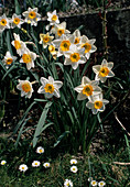 Narcissus