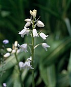 Scilla hispanica