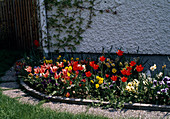 Tulip bed with Tulipa kaufmanniana