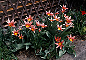 Tulipa kaufmanniana hybrid