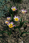 Tulipa bakeri