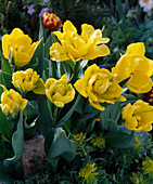 Tulipa-Hybr. 'Hytuna'