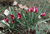 Tulipa pulchella