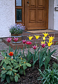 Tulipa 'West Point'