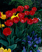 Darwin Hybrid Tulips 'Apeldoorn'