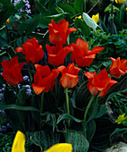 Tulipa