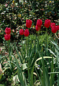 Tulipa