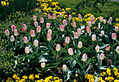 Darwin hybrid tulip