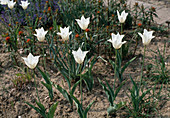 White Triumph Tulip