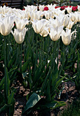 Weiße Triumph-Tulpen