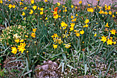 Tulipa sylvestris