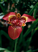 Tigridia pavonia