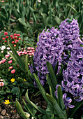 Hyacinthus 'Bismarck'