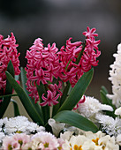 Hyacinthus orientalis