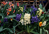 Hyacinthus orientalis