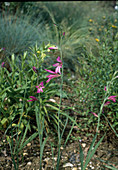 Gladiolus communis