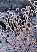 Dipsacus pilosus, wild card in hoarfrost