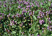 Prunella vulgaris