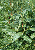 Rumex crispus