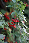 Solanum dulcamara