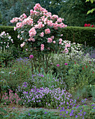 Allium bachianum, Rose 'Fritz Nobis' in formalem Rosengarten