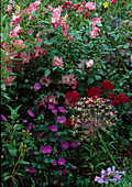 Rose 'William Baffin', Dianthus barbatus, Geranium sanguineum 'Vision', Penstemon glaber