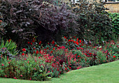 Rotes Beet mit Sommerblumen: Verbena, Petunia, Dahlia, Sedum, Nicotiana, Antirrhinum, Amaranthus, hinten Berberis (Berberitze), Cotinus (Perückenstrauch) und Corylus (Blut-Hasel)