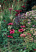Echinacea purpurea 'Ruby Glow', Angelica gigas, Astrantia 'Roma', Veronica virginica 'Alba'