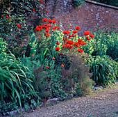 Papaver 'Beauty of Livermore', Papaver somniferum, Rose 'Parkdirektor Riggers', Purpur-Fenchel, Kiesweg und Klinker Mauer