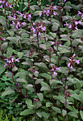Salvia officinalis 'Purpurascens' (Salbei in Blüte)