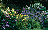 Sommerbeet mit Hydrangea (Hortensien), gelben Hemerocallis (Taglilie) und blauen Agapanthus (Schmucklilien)