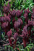 THE DARK CRIMSON SPEARS of UNFOLDING LEAVES of PAEONIA MLOKOSEWITSCHII OR 'MOLLY THE WITCH' SEEN IN SPRING