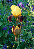 Iris 'Raja'/ Schwertlilie mit Anchusa azurea / Italienische Ochsenzunge 'Loddon Royalist'im Hintergrund.