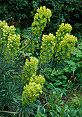 Euphorbia characias Wulfenii 'Lambrook Gold'