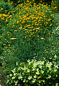 Gelbes Beet mit Ranunculus acris 'Multiplex' (Gefuellter Hahnenfuss), Viola cornuta 'Broughton', Achillea 'Flowers of Sulphur' (Schafgarbe)