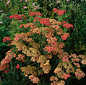 Achillea 'The Beacon'