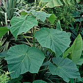 Riesige Blätter von Paulownia imperialis (Fingerhutbaum)