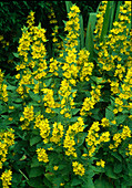 Lysimachia punctata (Gold-Felberich)