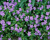Viola cornuta (Wildes Hornveilchen)