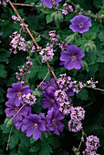 Geranium x magnificum (Geranium) und Buddleja alternifolia (Schmetterlingsflieder)