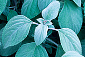 Plectranthus argentatus 'Silver Shield' (Silberweihrauch, Silbriger Harfenstrauch)