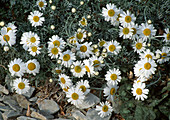 Leucanthemum hosmariense (Margerite)