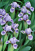 Iris Barbata Nana 'Austrian Sky' (Zwerg-Schwertlilien)