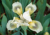 Iris Barbata Nana 'Green Spot' (Zwerg-Schwertlilie)