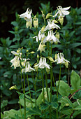 Aquilegia vulgaris 'Nivea' (Munstead White)